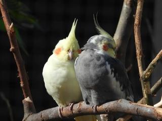 Ptice kao kućni ljubimci: Pernati prijatelj za cijeli život