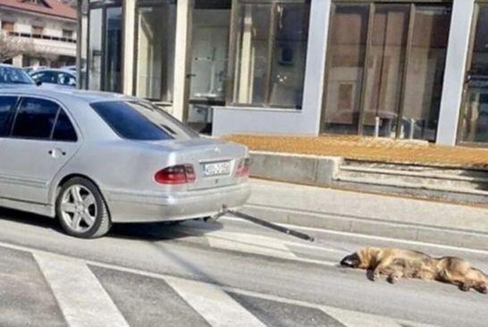 Pas bio zakačen za automobil  - Avaz