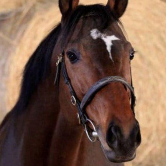 U Češkoj ukraden konj Ramzana Kadirova