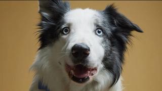 Najpopularniji pas na svijetu: Bredli Kuper čekao u redu za sliku