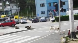 Psi lutalice napali dijete kod škole u Velikoj Kladuši, slučajna prolaznica spriječila tragediju