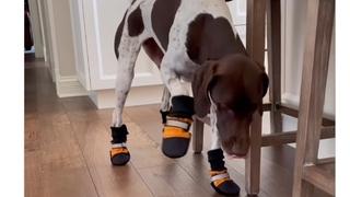 Urnebesan snimak psa koji je dobio cipelice: Vlasnica je samo željela da mu zaštiti šapice