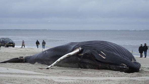 Nedavno je uginuli kit viđen kako pluta na 20 kilometara od Long Bič Ajlenda - Avaz