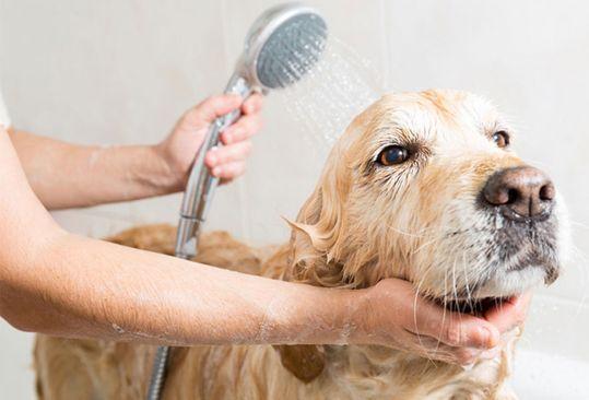 Psi s dugom dlakom trebaju češće kupanje, ali ne prečesto - Avaz