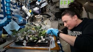 Stručnjaci upozorili: Svemirska salata mogla bi ubiti astronaute