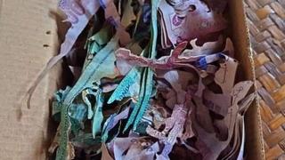 Starici termiti pojeli životnu ušteđevinu: Novčanice sažvakane na komadiće
