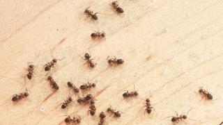 Napravite domaći sprej protiv mrava