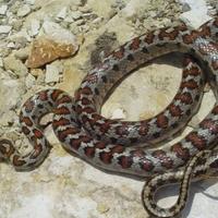 Kako se najlakše odbraniti od napada zmije: Jednu stvar ne smijete raditi, upozorava biolog