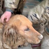 Pas je 30 sati bio zarobljen u ruševinama u Kini: Pogledajte trenutak spašavanja