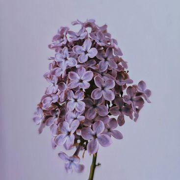 Dom - Avaz