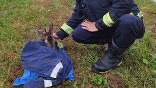 Vatrogasci u Hrvatskoj spasili srndaća iz poplavljenih područja