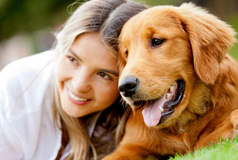 koja pasmina je bolja labrador ili zlatni retriver