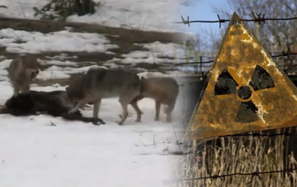 Vukovi Iz Cernobila Utjeruju Strah U Kosti Pogledajte Kakve Je Zvjeri Napravila Radijacija Video