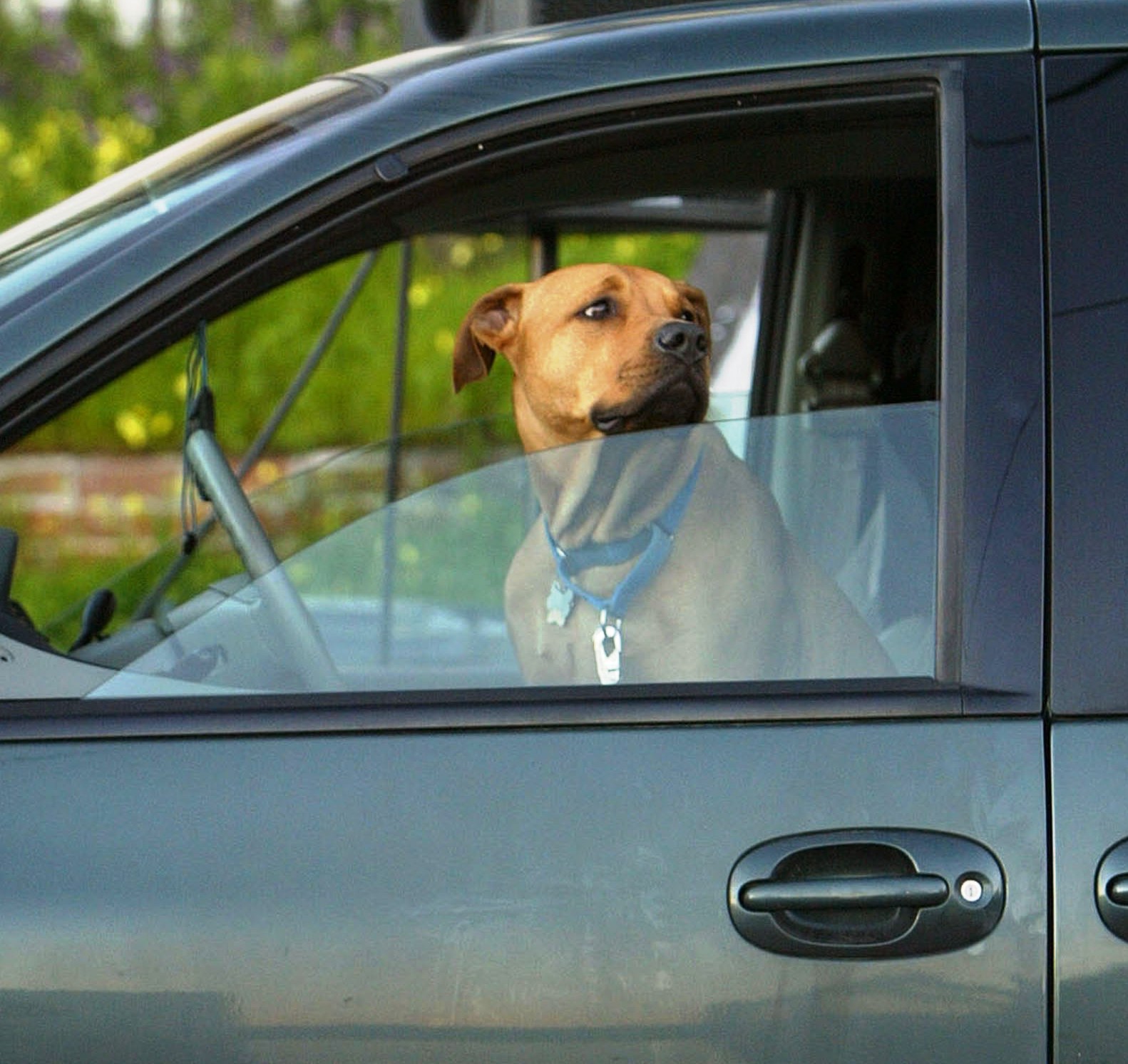 Dog cars. Автомобиль собака. Собака в машине. Собака за рулем. Пес за рулем автомобиля.