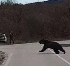 Medvjed iznenadio lovce