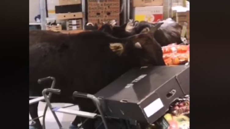 Divlje krave u prodavnici