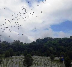 Bit će pušteno 500 golubova pismonoša