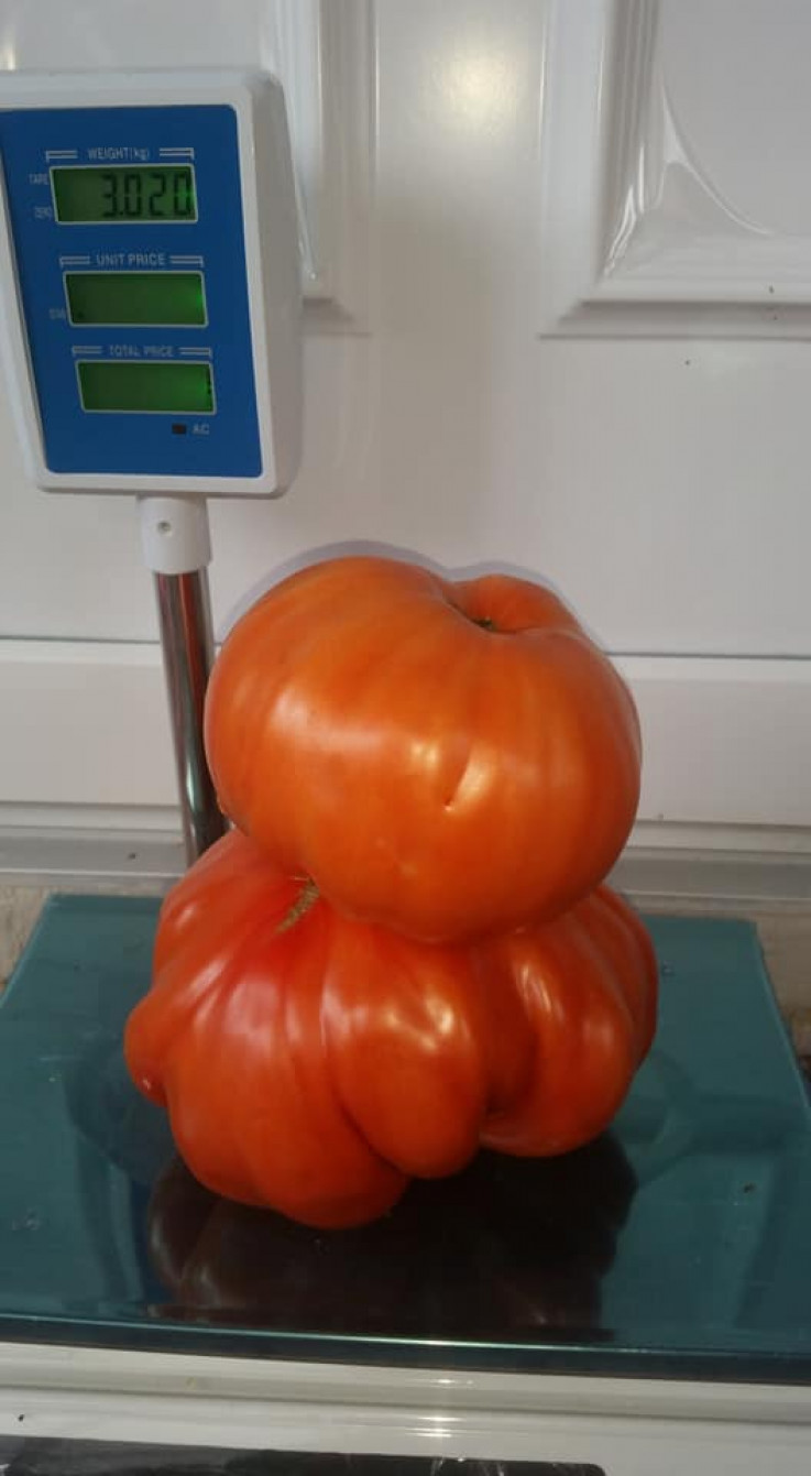 Paradajz od 3 kilograma - Avaz, Dnevni avaz, avaz.ba