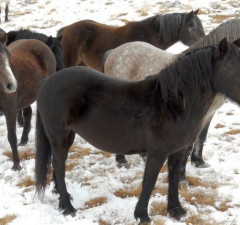 Više od 700 livanjskih divljih konja obitava na visoravni Krug 