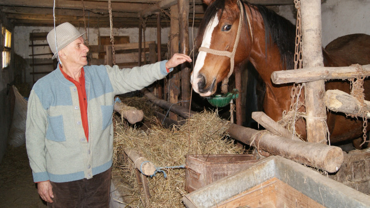 Posvećuje se i rasnim konjima - Avaz, Dnevni avaz, avaz.ba