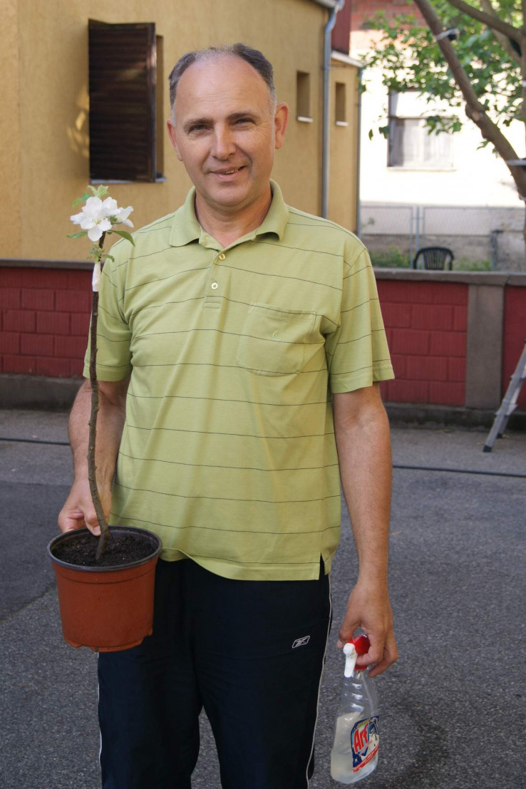 Ukalemljena jabuka procvjetala u saksiji  - Avaz, Dnevni avaz, avaz.ba