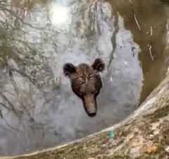 Ne zna se koliko je dugo medvjed bio u bunaru prije nego što je nađen 