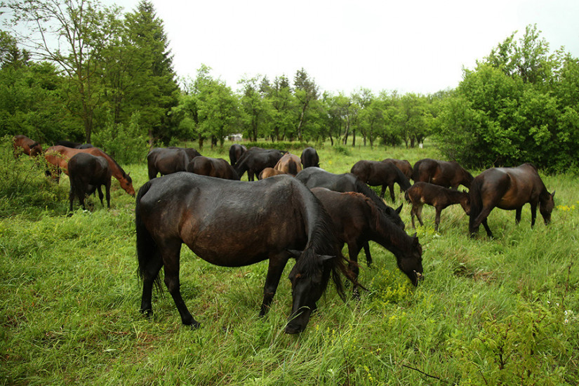 Prelijepi bosanski brdski konji