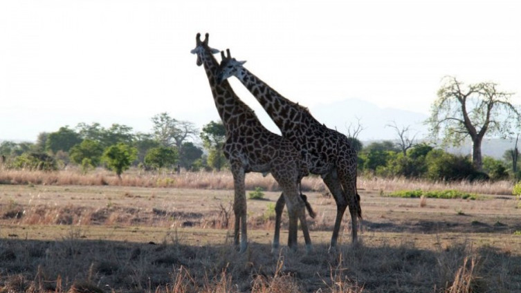 Stradaju i žirafe