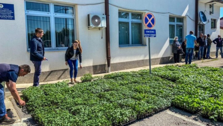 Podjela rasada  - Avaz, Dnevni avaz, avaz.ba