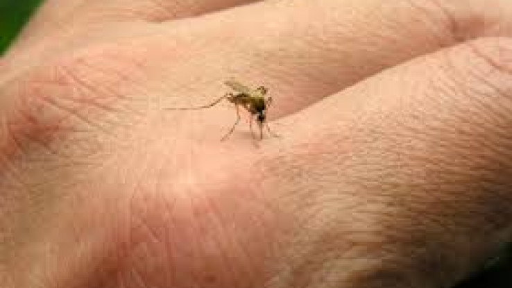 Komarci prate ljude po mirisu - Avaz, Dnevni avaz, avaz.ba