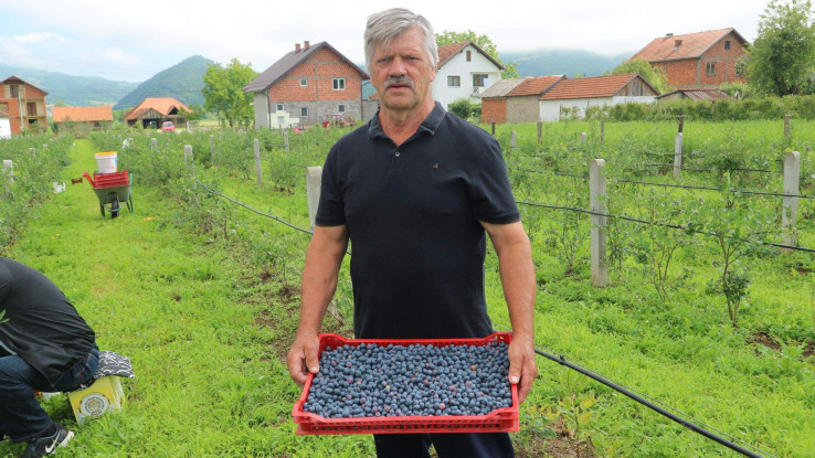 Nazif Čivić s ubranim borovnicama - Avaz, Dnevni avaz, avaz.ba