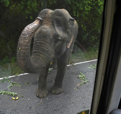 Šti Lanka: Autobus prolazi pored slona u Kataragamu