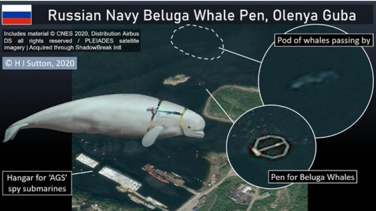 Trenirani beluga kitovi i foke - Avaz, Dnevni avaz, avaz.ba