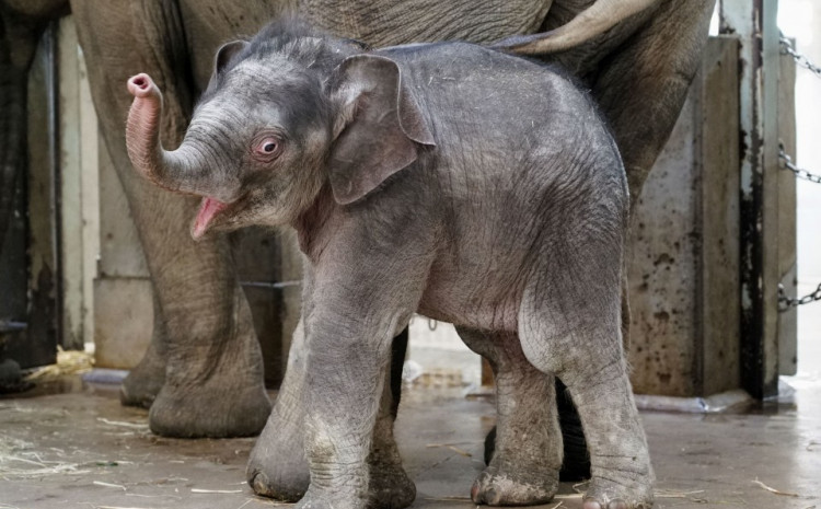  Muški slonić rođen je 31. novembra