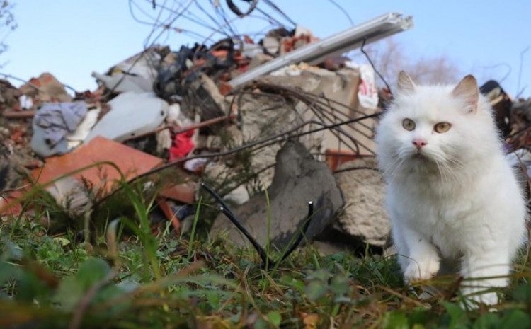 Bijela mačka oko ruševina tražila vlasnike