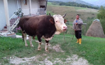 Ko je Almin Kolić: Uzgajivač bikova koji je nožem brutalno ubio amidžu Redžiba