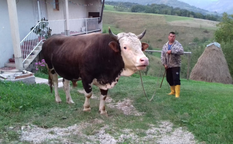 Almin Kolić sa svojim bikom
