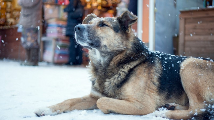 Psima tokom zime treba posebna briga