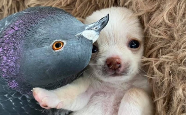 Pas s invaliditetom i golub u skloništu su postali najbolji prijatelji