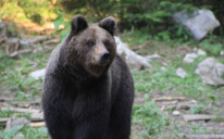 Na imanju, odnosno zemljištu oko tora pronađeni su tragovi medvjeda