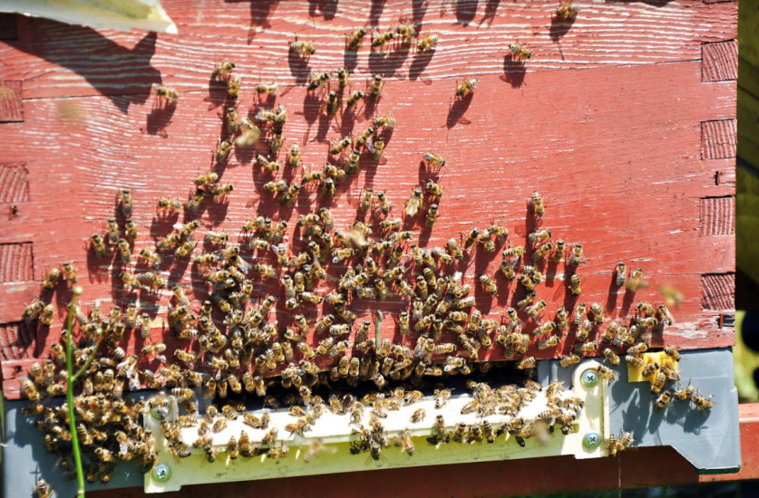 Pčelinjak porodice Lukić ima 200 košnica