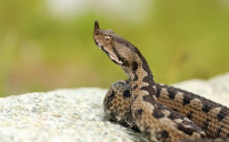 Poskok je najopasnija zmija koja ima stanište u BiH