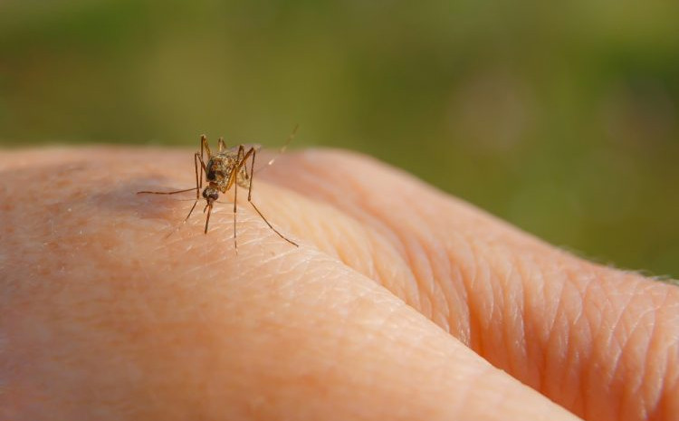Bolest prenose komarci