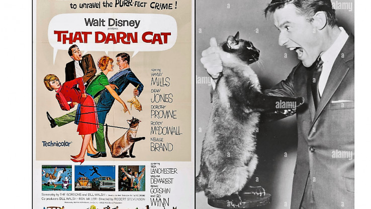  film "That Darn Cat" iz 1965. njegov simboličan čin otpora prema cenzuri kojoj se bez pogovora i sam podvrgnuo ranijih godina, ali kasnije mu je, očigledno, počela smetati