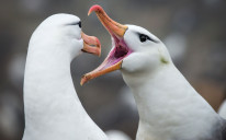 S obzirom da su jedni od najvjernijih partnera u životinjskom carstvu, ljubavni život albatrosa već je dugo predmet naučnog proučavanja