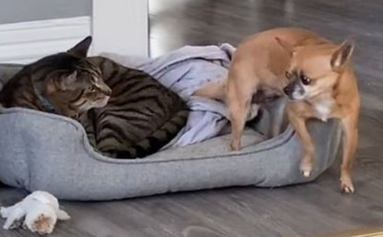 Pas pokušao se uvući u krevet mački
