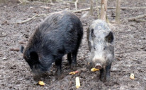 Divlje svinje prave štetu farmerima
