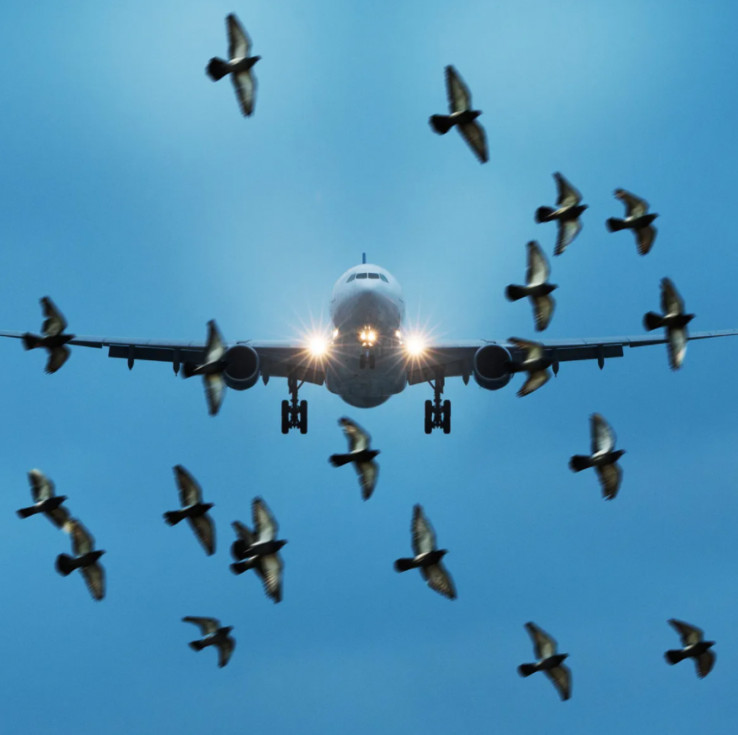 Ptice su česta smetnja avionima pri slijetanju i uzlijetanju