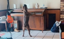 Pas svira i pjeva