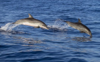 Domar u Institutu Vijeko Barić prvi zapazio neobično ponašanje odraslog para delfina